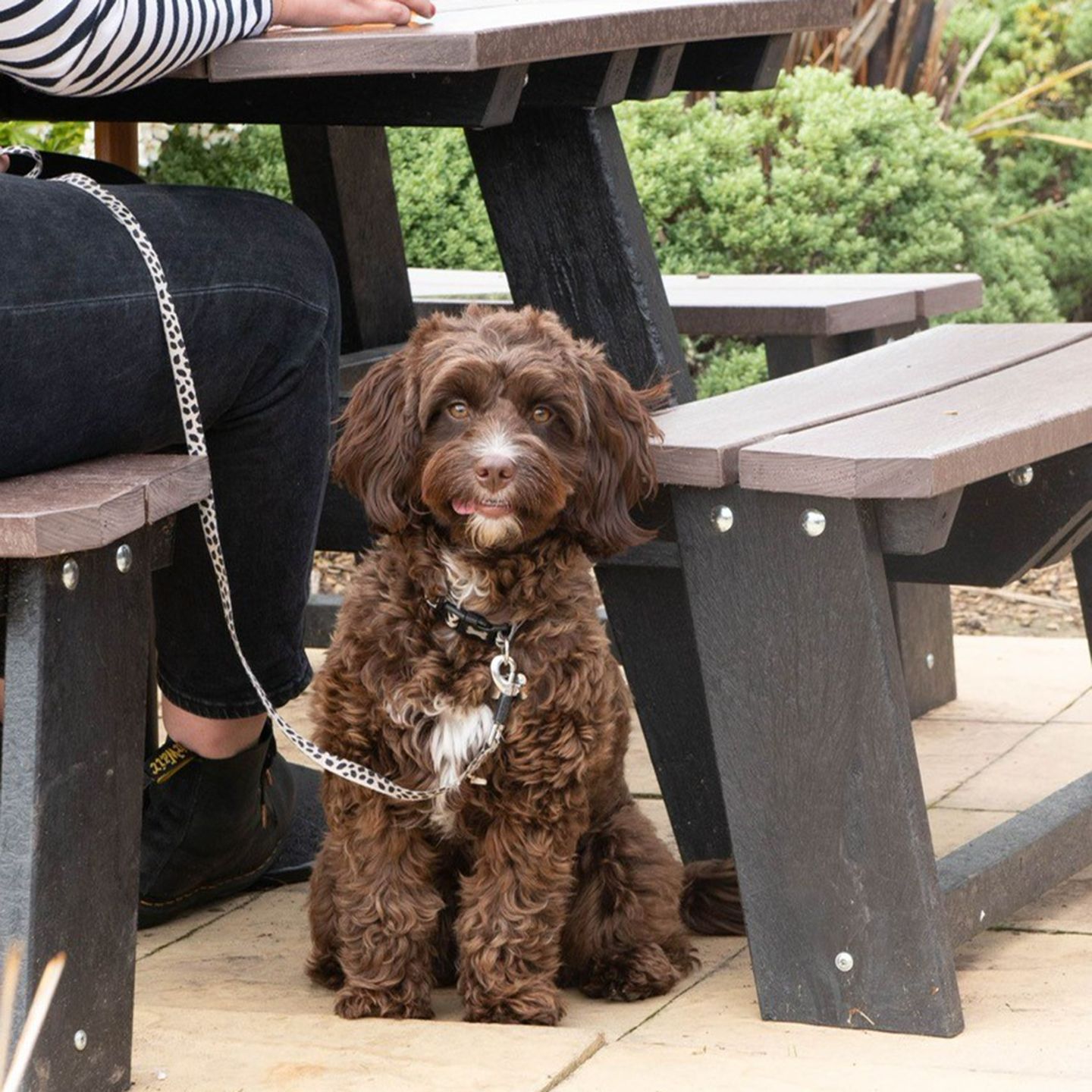 Your local dog friendly pub in Oxtens Cwmbran